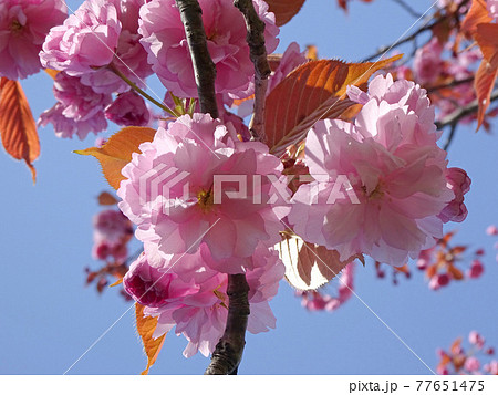 サトザクラ　ヤエザクラ　八重桜　ボタンザクラ 77651475