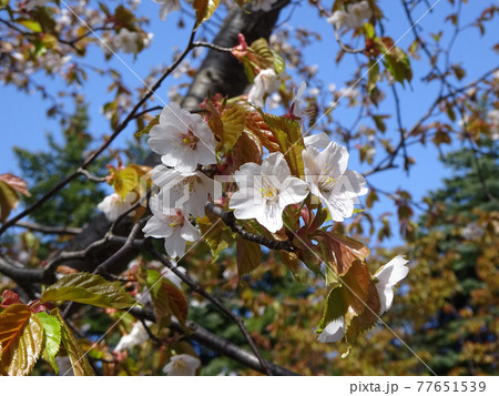 エゾヤマザクラ オオヤマザクラ ベニヤマザクラ 北海道の桜 エゾヤマザクラ オオヤマザクラ ベニヤマザクラ 北海道の桜 77651539