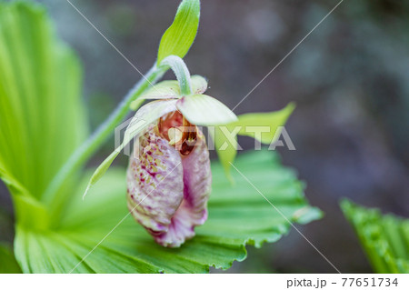 クマガイソウの花 クマガイソウの花 77651734