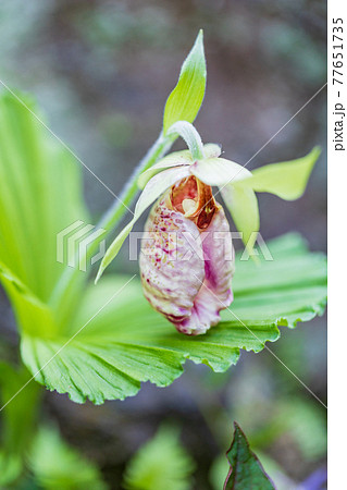 クマガイソウの花 クマガイソウの花 77651735