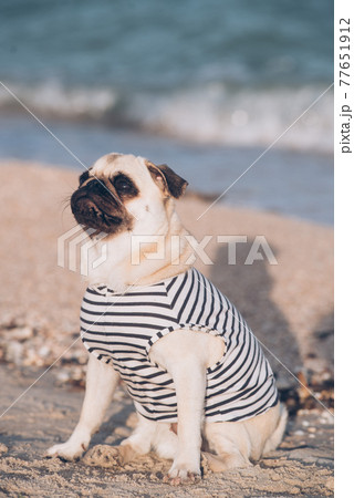 Portrait of a mops dog on the beach 77651912