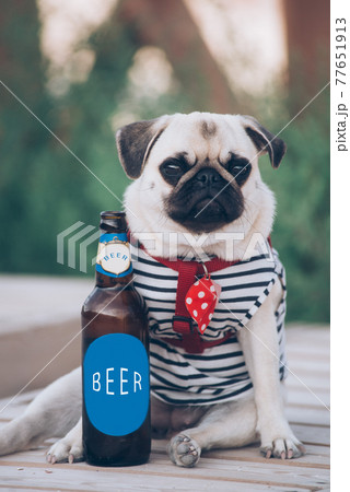 The pug is resting with  bottle of beer 77651913