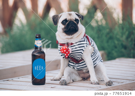 The pug is resting with  bottle of beer 77651914