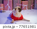 Dog in santa costume is sitting under christmas tree with gifts in studio 77651981