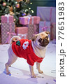 Dog in santa costume is sitting under christmas tree with gifts in studio 77651983