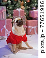 Dog in santa costume is sitting under christmas tree with gifts in studio 77651986