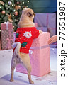 Dog in santa costume is sitting under christmas tree with gifts in studio 77651987