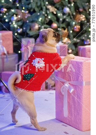 Dog in santa costume is sitting under christmas tree with gifts in studio Dog in santa costume is sitting under christmas tree with gifts in studio 77651990