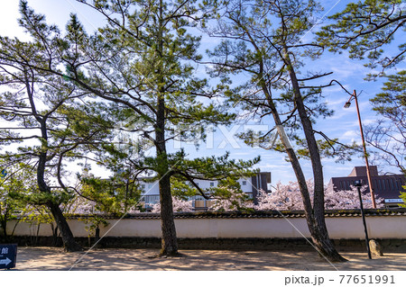 山口県萩市　萩明倫学舎の白壁と桜 77651991