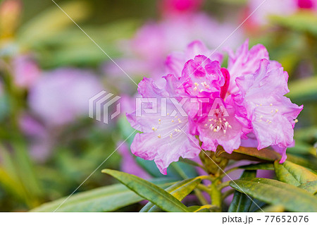 花が咲いた白山シャクナゲ 花が咲いた白山シャクナゲ 77652076