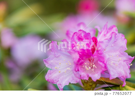 花が咲いた白山シャクナゲ 77652077