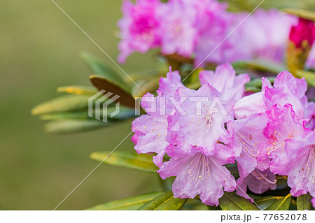 花が咲いた白山シャクナゲ 77652078