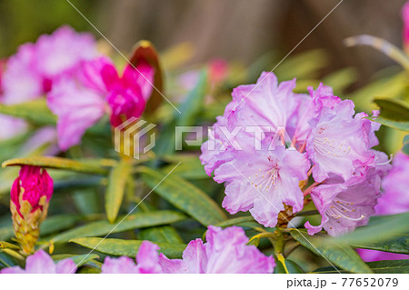 花が咲いた白山シャクナゲ 77652079