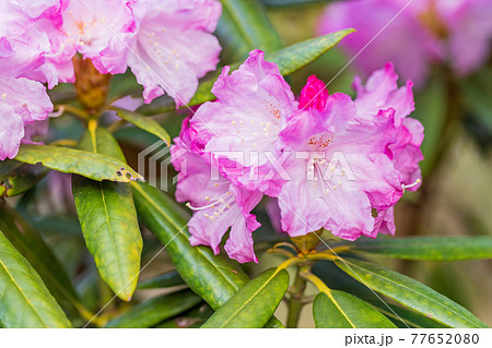 花が咲いた白山シャクナゲの写真素材 花が咲いた白山シャクナゲの写真素材