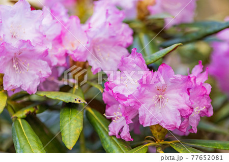 花が咲いた白山シャクナゲ 77652081