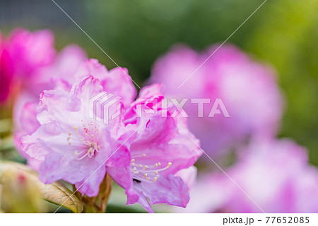 花が咲いた白山シャクナゲ 花が咲いた白山シャクナゲ 77652085