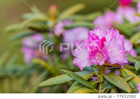 花が咲いた白山シャクナゲ 77652092