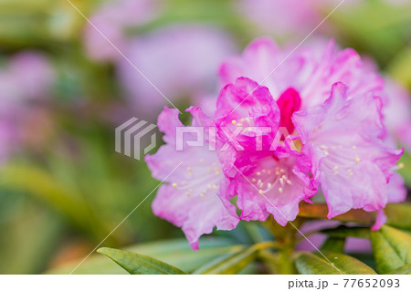 花が咲いた白山シャクナゲ 77652093