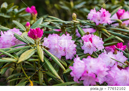 花が咲いた白山シャクナゲ 77652102