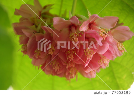 みごろを迎えたドンベヤの花 77652199