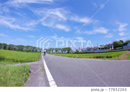 並木と夏の田園 77652203