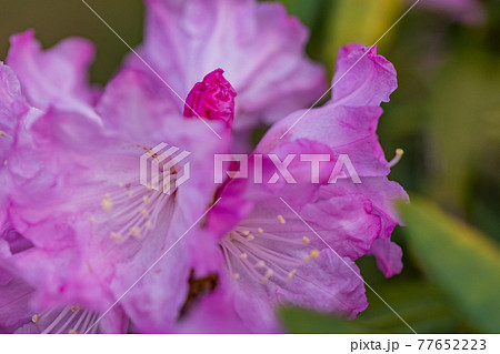 白山シャクナゲの花　アップ 77652223