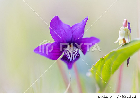 スミレの花 77652322