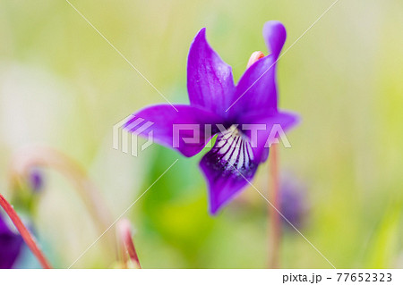 スミレの花 77652323