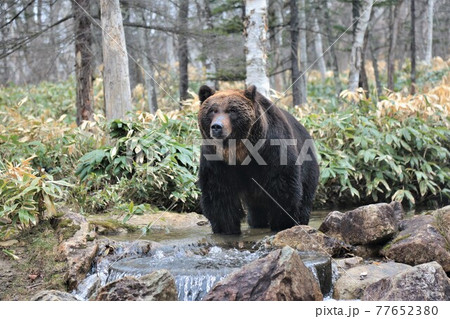 エゾヒグマ（北海道新得町「サホロリゾート・ベアマウンテン」） 77652380