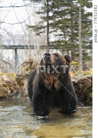 エゾヒグマ(北海道新得町「サホロリゾート・ベアマウンテン」) エゾヒグマ(北海道新得町「サホロリゾート・ベアマウンテン」) 77652382