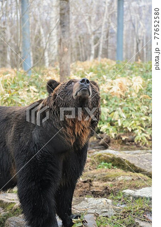 エゾヒグマ（北海道新得町「サホロリゾート・ベアマウンテン」） 77652580