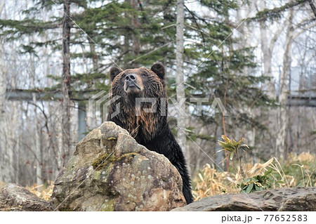 エゾヒグマ（北海道新得町「サホロリゾート・ベアマウンテン」） 77652583