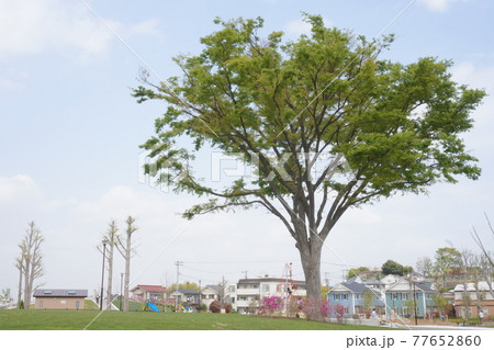 住宅地の中心にある広くて植物が沢山ある岡村西公園にある大きな木 77652860