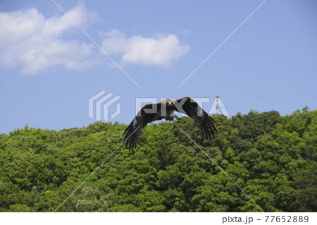 トンビの飛翔 77652889