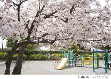 横浜市の公園のすべり台と綺麗に咲いている桜 77652890