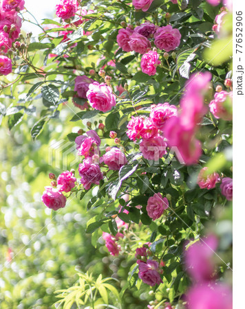 イングリッシュガーデンの薔薇 イングリッシュガーデンの薔薇 77652906