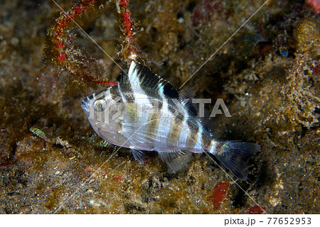 タカノハダイの幼魚 77652953