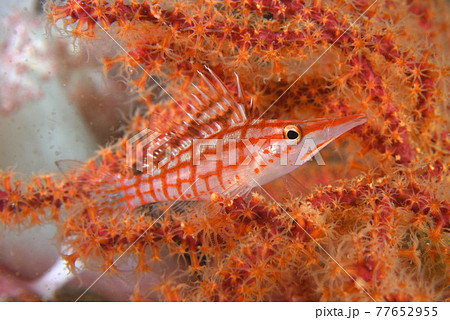 クダゴンベ 77652955