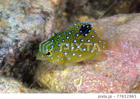 ルリホシスズメダイの幼魚 77652965