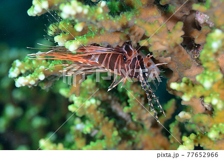 サンゴに隠れるネッタイミノカサゴ 77652966