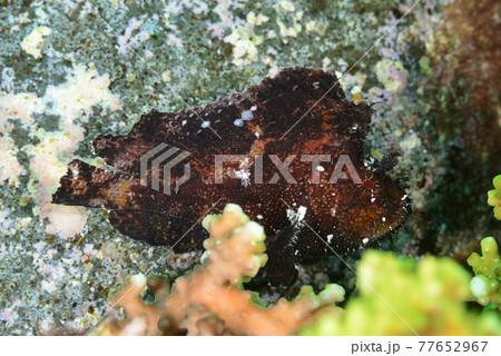 茶色いハダカハオコゼ 77652967