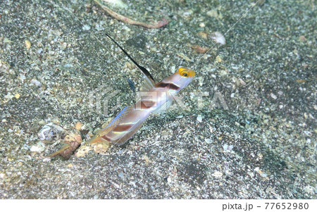 茶色いラインのヒレナガネジリンボウ 茶色いラインのヒレナガネジリンボウ 77652980
