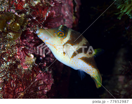 ハナキンチャクフグの写真素材