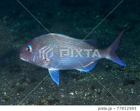 海底を泳ぐマダイ 海底を泳ぐマダイ 77652993