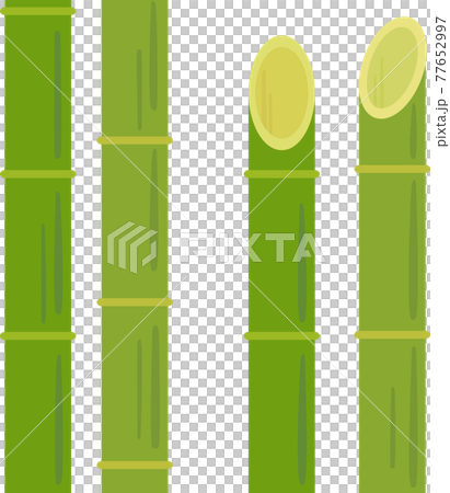 竹の茎部分と斜めに切った竹 77652997