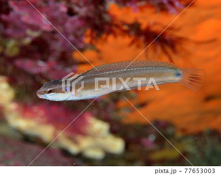 フタホシニジギンポ フタホシニジギンポ 77653003