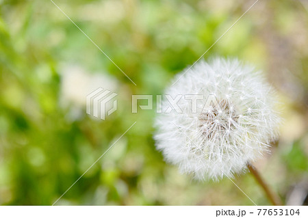 丸く白いタンポポの種、綿毛 77653104