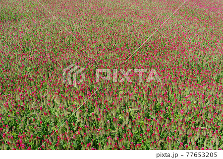 一面に広がるストロベリーキャンドルの花畑　e-1 俯瞰 77653205