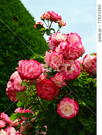 バラ バラ 77653360