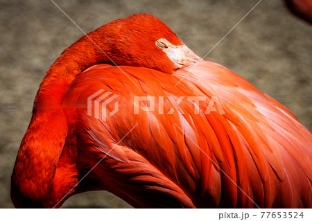 Flock of Flamingos 77653524